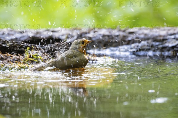 European robin (Erithacus rubecula) bathing Germany