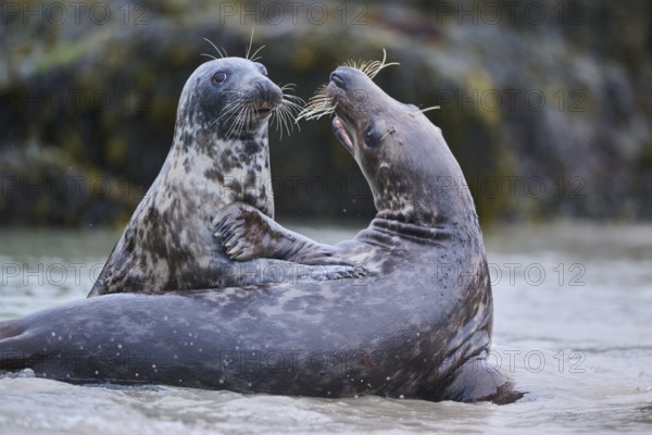 Grey seal (Halichoerus grypus) playing with each other in the water, sea, Düne, Helgoland, Schleswig-Holstein, Germany, Europe