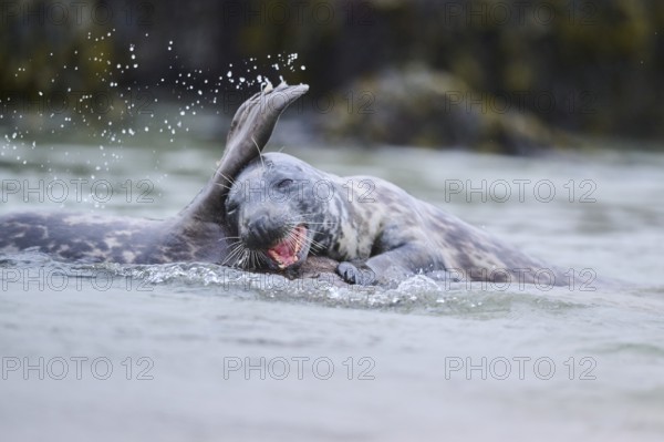 Grey seal (Halichoerus grypus) playing with each other in the water, sea, Düne, Helgoland, Schleswig-Holstein, Germany, Europe
