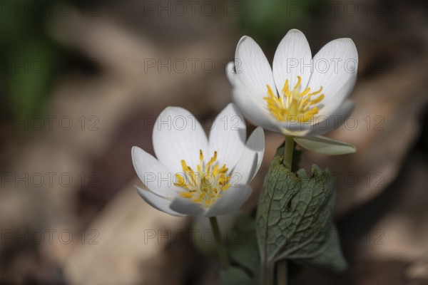 Canadian bloodroot (Sanguinaria canadensis), Emsland, Lower Saxony, Germany, Europe