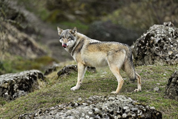 European gray wolf (Canis lupus lupus), standing on a meadow between rocks, captive, Switzerland, Europe