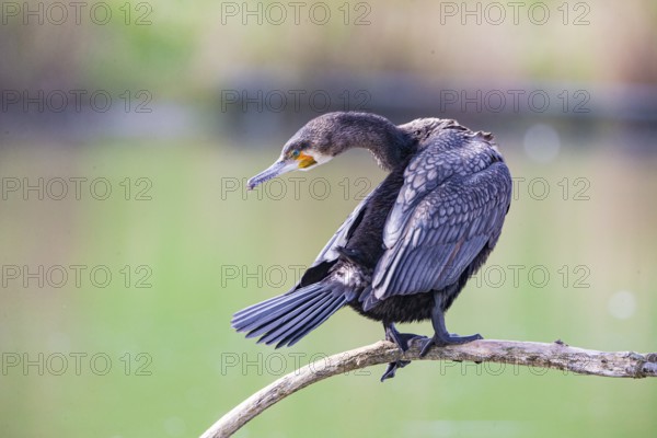 Cormorant (Phalacrocorax carbo) Germany