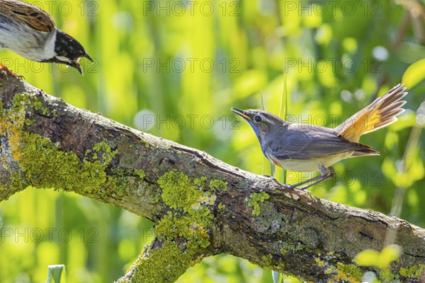 Bluethroat (Luscinia svecica cyanecula) Male Germany