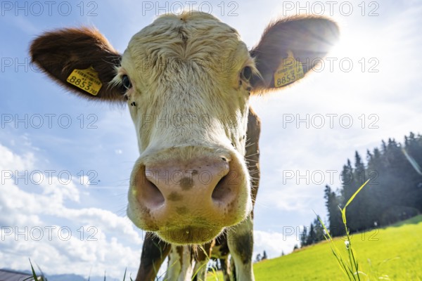 Young curious calf (Bos primigenius taurus), cow on an alpine meadow, snout stretched towards the camera, Simmental cattle, Hochbrixen, Brixen im Thale, Tyrol, Austria, Europe