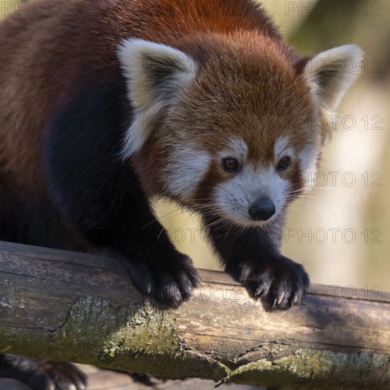 Western Red panda, Red panda (Ailurus fulgens), portrait, occurring in South Asia, captive