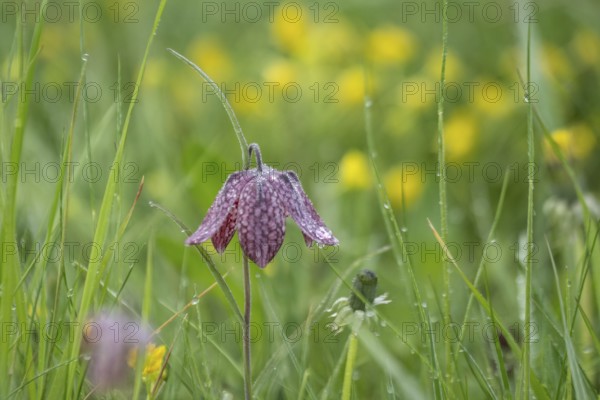 Chequerboard flowers (Fritillaria meleagris), Lower Saxony, Germany, Europe