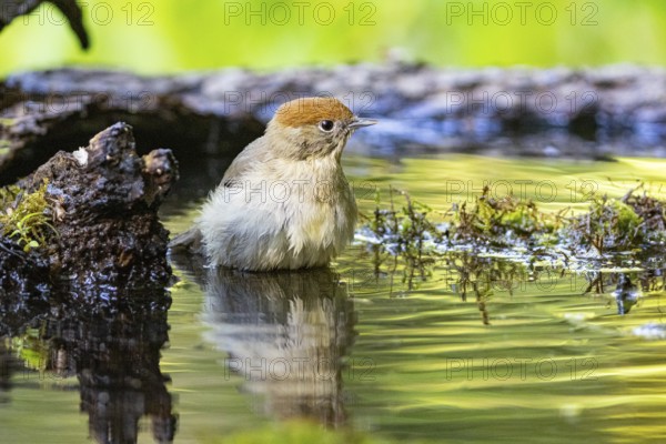 Blackcap (Sylvia atricapilla) wbl while bathing Germany