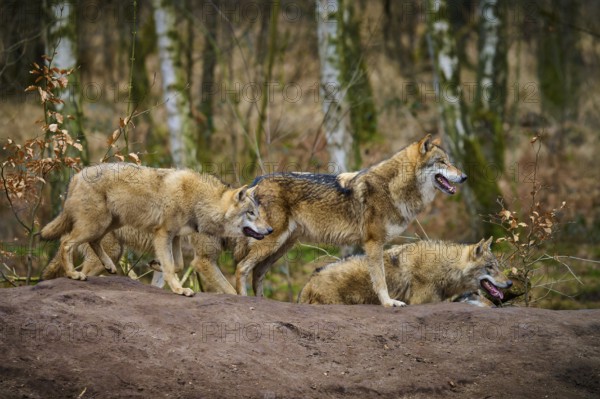Wolf (Canis lupus), four wolves on a hill in autumn forest, watching attentively, Germany, Europe