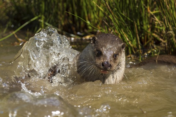 An otter dives out of the water with splashes around it, European otter (Lutra lutra), Germany, Europe