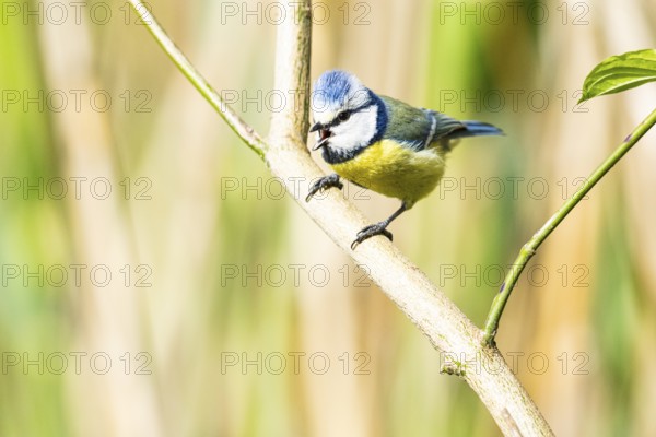 Blue Tit (Parus Caeruleus) Germany