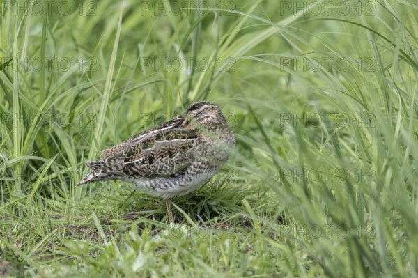 Common snipe (Gallinago gallinago), Lower Saxony, Germany, Europe