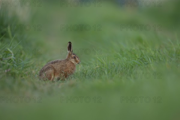 European brown hare (Lepus europaeus) juvenile leveret animal feeding in grassland in summer, England, United Kingdom, Europe