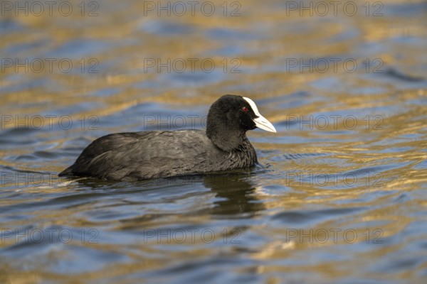 Eurasian Coot (Fulica atra), Vulkaneifel, Rhineland-Palatinate, Germany, Europe