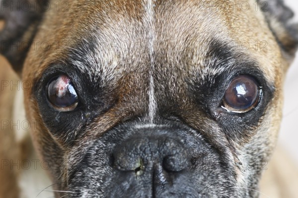 French Bulldog dog with partly healed surgical implanted conjunctival flap covering eye used as treatment of deep corneal injury caused by Neurogenic Keratoconjunctivitis Sicca