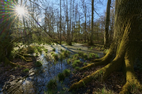 Riparian forest, large tree roots in the foreground of a sunny, swampy forest area, oak, spring, nature reserve Rote Lache by Wolfgang, Wolfgang, Hanau, Hesse, Germany, Europe
