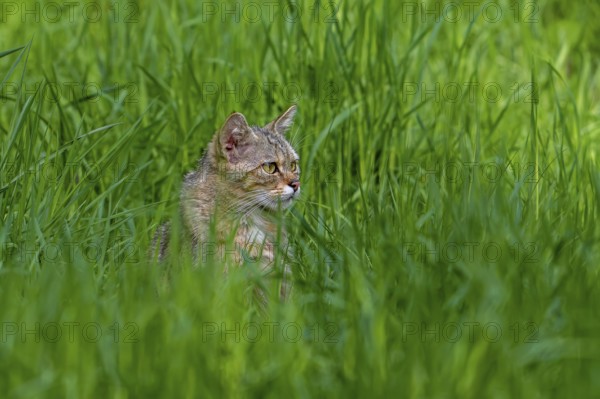 European wildcat, wild cat (Felis silvestris silvestris) hunting in grassland, meadow