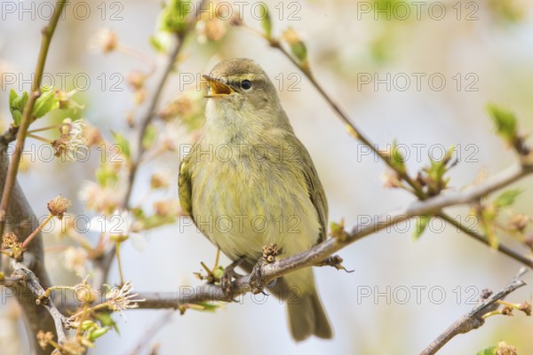 Common Chiffchaff (Phylloscopus collybita) singing, perched on a branch, Baden-Wuerttemberg, Germany, Europe
