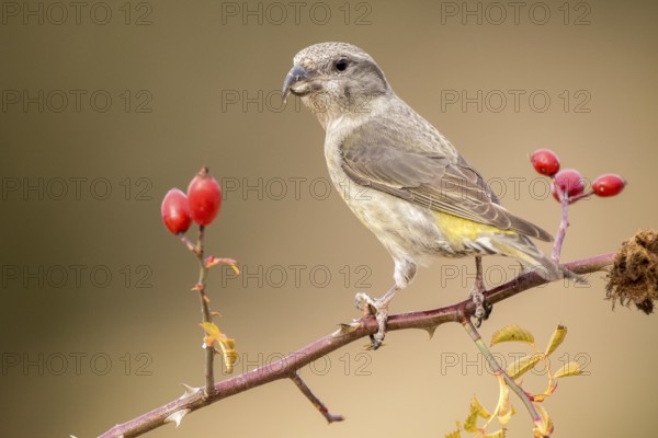 Red Crossbill (Loxia curvirostra) female perched on a branch, Aragon, Spain, Europe