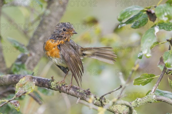 European Robin (Erithacus rubecula) perched on a branch, wet and ruffed up after bathing, Aosta Valley, Italy, Europe