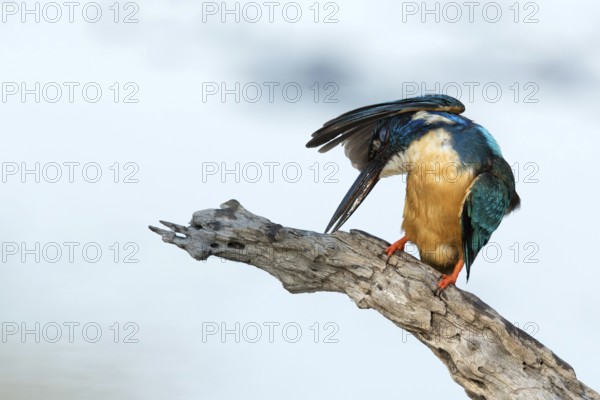 Kobalt Ijsvogel is zich aan het poetsen met uiteslagen vleugel, half-collared kingfisher cleaning feathers and wing open