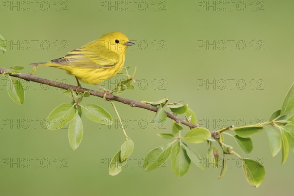 American Yellow Warbler (Setophaga aestiva) perched on a branch, Texas, USA, North America