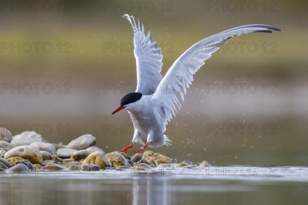 Common Tern (Sterna hirundo), North Rhine-Westphalia, Germany, Europe