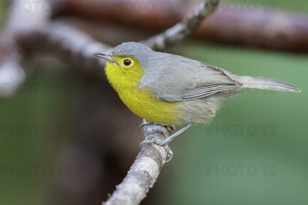 Oriente Warbler (Teretistris fornsi) perched on a branch in Cuba