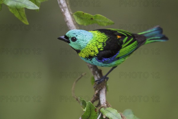Green-headed Tanager (Tangara seledon) perched on a branch in the Atlantic rainforest of southeast Brazil