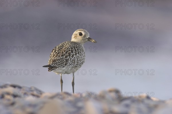 Grey Plover (Pluvialis squatarola), Ontario, Canada, North America