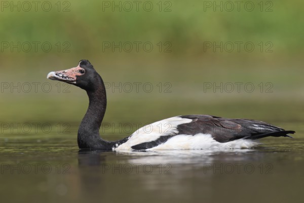 Magpie Goose (Anseranas semipalmata)