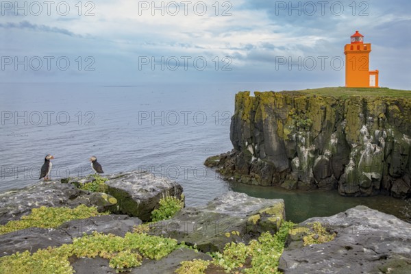 Atlantic Puffin (Fratercula arctica), Iceland, Europe