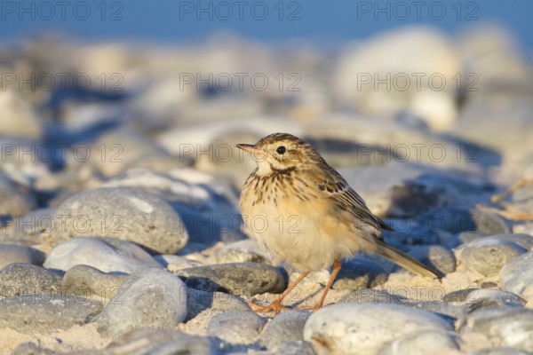 Richard's Pipit (Anthus richardi), Schleswig-Holstein, Germany, Europe