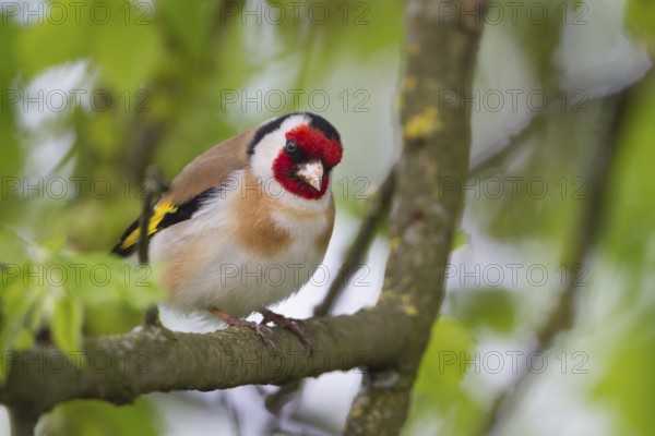 European Goldfinch - Stieglitz - Carduelis carduelis ssp. carduelis, Poland, adult male, Europe
