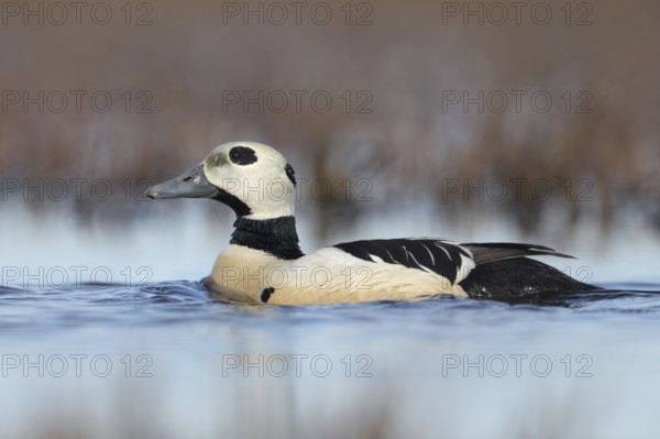Steller's Eider (Polysticta stelleri) male, Alaska, USA, North America