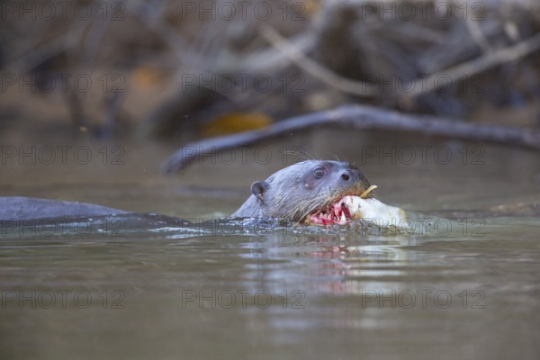 Giant otter (Pteronura brasiliensis) Pantanal Brazil