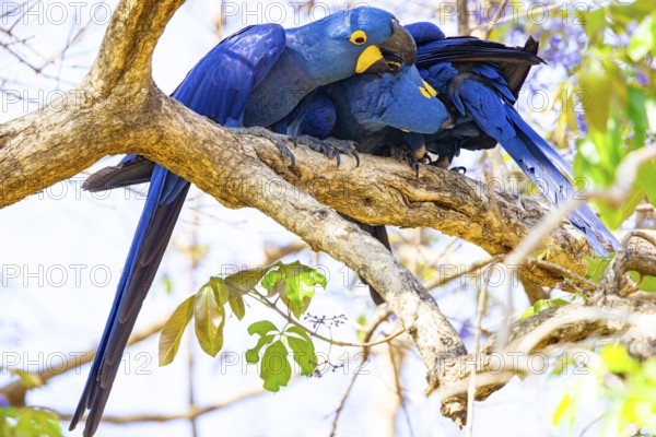 Hyacinth Macaw (Anodorhynchus hyacinthinus) Pantanal Brazil
