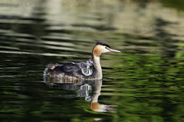 Great Crested Grebe (Podiceps Scalloped ribbonfish), with chicks in plumage swimming in the water, Lake Zug, Canton Zug, Switzerland, Europe