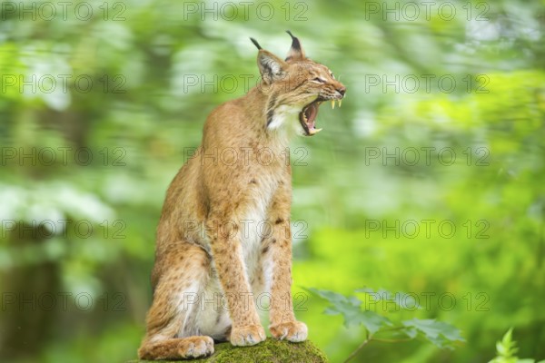 Eurasian lynx (Lynx lynx) sitting in a forest, Bavaria, Germany, Europe