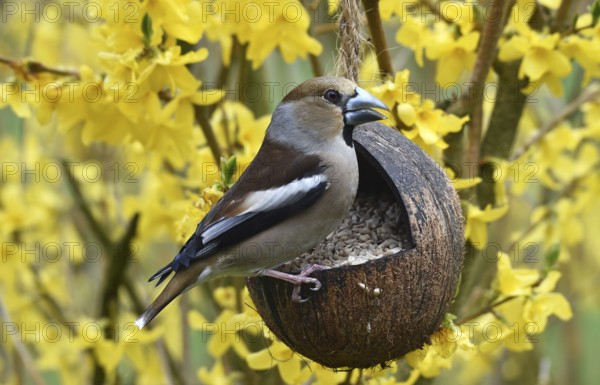Hawfinch, (Coccothraustes coccothraustes) eats sunflower seeds in forsythia, (Forsythia × intermedia Zabel) from a coconut