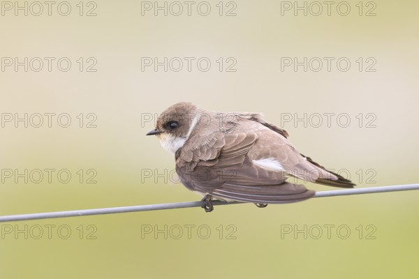Sand martin (Riparia riparia), sitting on a wire, wildlife, animals, birds, swallows, migratory bird, smallest European swallow species, Ochsenmoor, Dümmer See nature park Park, Hüde Lower Saxony, Germany, Europe
