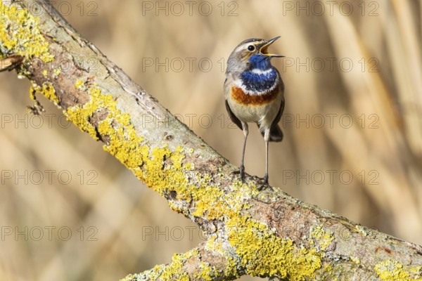 Bluethroat (Luscinia svecica cyanecula) Male Germany