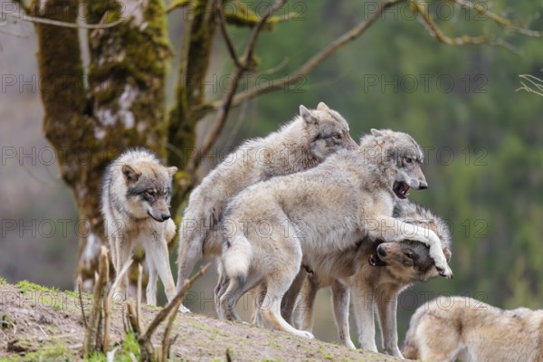 A pack of grey wolves (Canis lupus lupus) playing on a hill and showing social behaviour