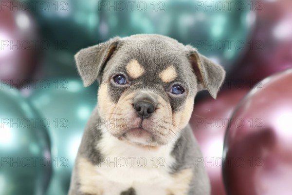 Young French Bulldog dog puppy with hanging ears, husky markings and colorful balloons in background