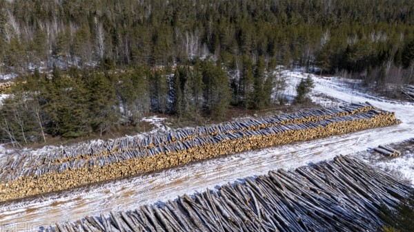 Tree trunks stored after cutting and before being transported to the pulp mill. Region of La Mauricie. Province of Quebec. Canada