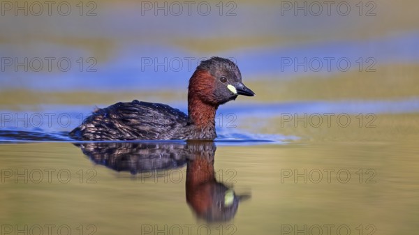 Little grebe (Tachybaptus ruficollis) in breeding plumage, foraging, swimming, sunrise, Middle Elbe Biosphere Reserve, Saxony-Anhalt, Germany, Europe