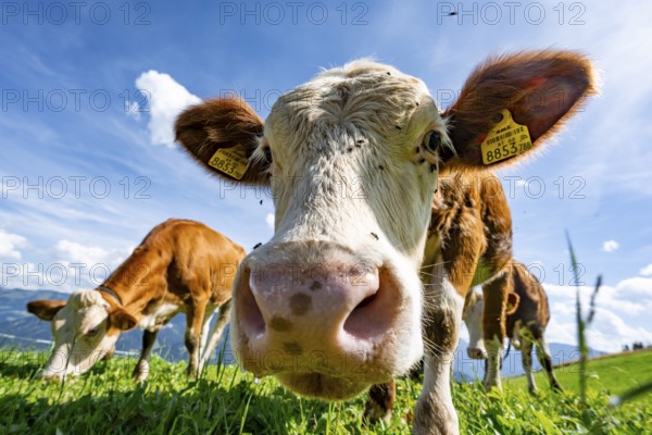 Three young curious calves (Bos primigenius taurus), cows on an alpine meadow, stretching their snouts towards the camera, Simmental cattle, Hochbrixen, Brixen im Thale, Tyrol, Austria, Europe