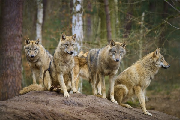 Wolf (Canis lupus), four wolves standing on a mound of earth in the forest and looking watchful, Germany, Europe