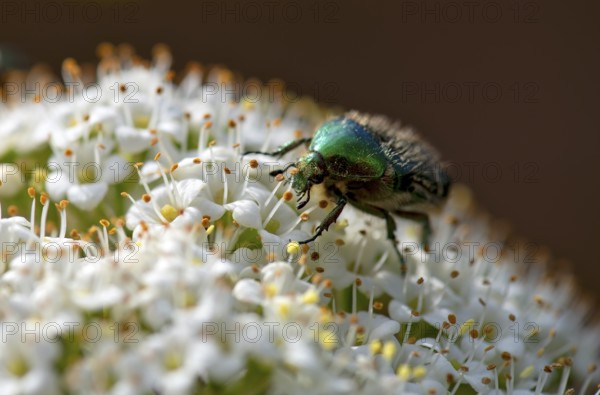 Rose chafer (Cetonia aurata) on flower of Viburnum lantana (Viburnum lantana), Stuttgart, Baden-Württemberg, Germany, Europe
