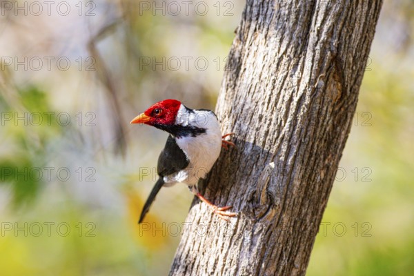The red-capped cardinal (Paroaria gularis) Pantanal Brazil