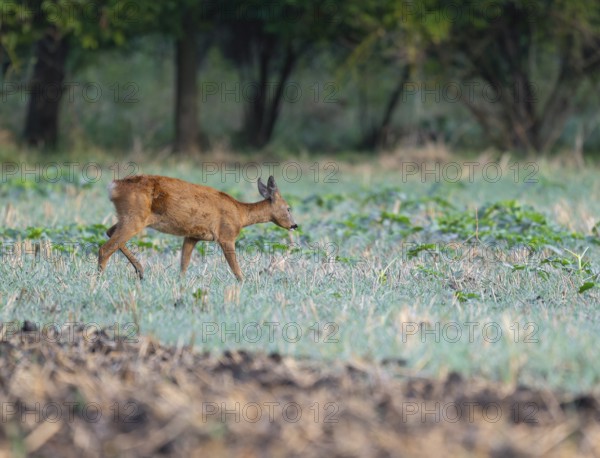 Roe deer (Capreolus capreolus), doe running across a field, wildlife, Thuringia, Germany, Europe